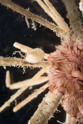Media type: image;   Malacology 393892